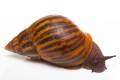 Achatina achatina (GB) adult, 13cm